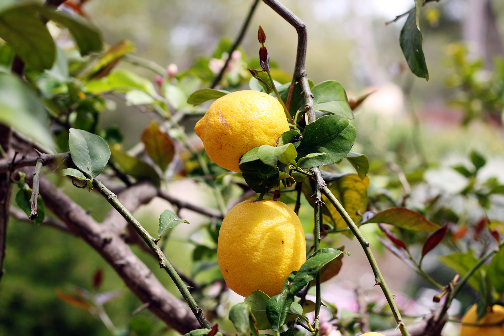 limon-aljuk-photos-alastair-johnson-photographer